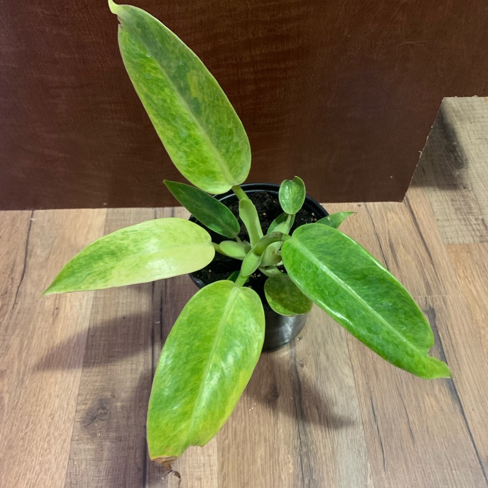 Calkins gold philodendron